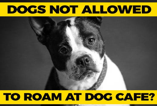 A Tale Of Two Tails: Only In Singapore Will A Customer Report A Dog-Friendly Cafe For Allowing Dogs To Roam Freely