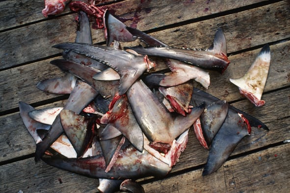 Singapore Ranked The World’s 2nd Largest Shark’s Fin Trader – Time For A Ban On Shark Fins.