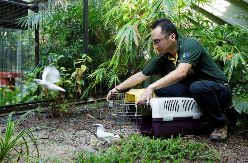 Meet Singapore’s “Bird Man” Who Rescued 109 Endangered Doves