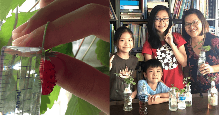 These Children Show You How To Grow Strawberries In Your Home