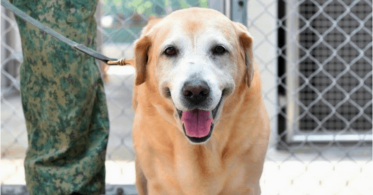 This Is How It’s Like To Work With Military Dogs In Singapore