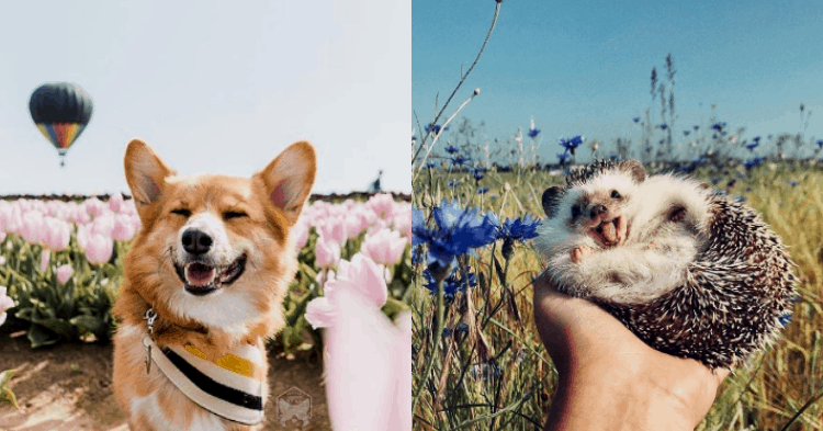 Yes, Your Pet Can Now Be An Influencer