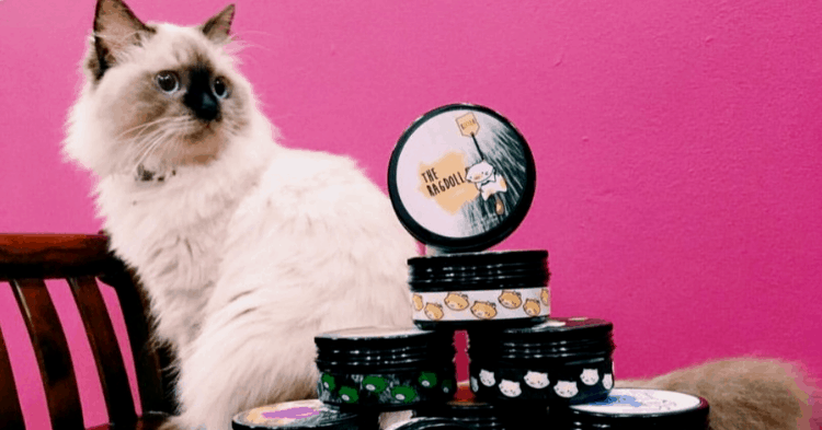 Within A Year, Her Adorable Cat Tea Brand Expanded To 22 Stores And 4 Countries