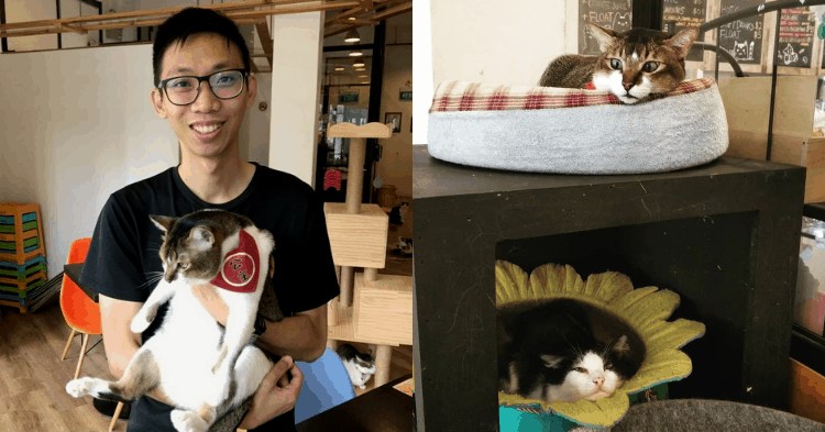 Born Out Of Love For Our Local Cats, This Cafe Lets You Get Closer To These Feline Breeds