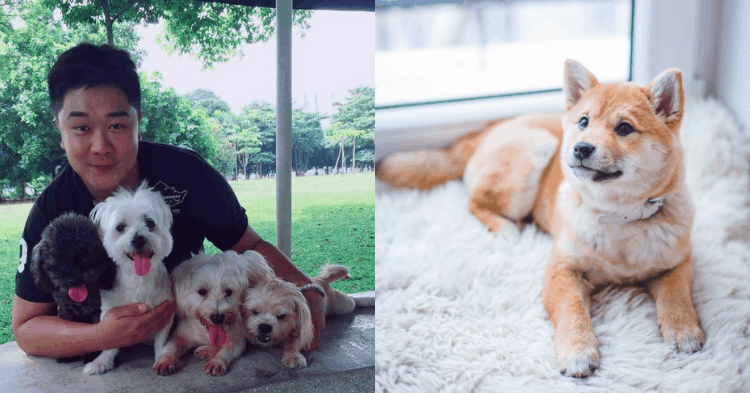 He Can Communicate With Your Pet Using Just One Photo