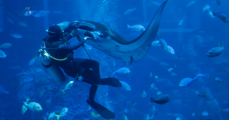 Here’s What Taking Care Of Manta Rays At The RWS S.E.A Aquarium Is Like