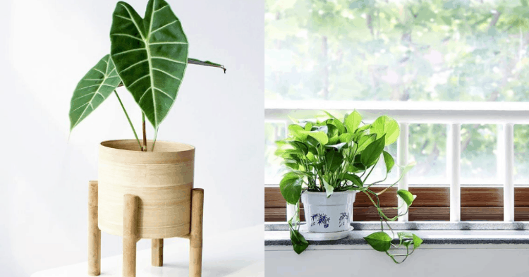 Bringing The Outdoors Indoors – A Guide To Creating A Green Living Space