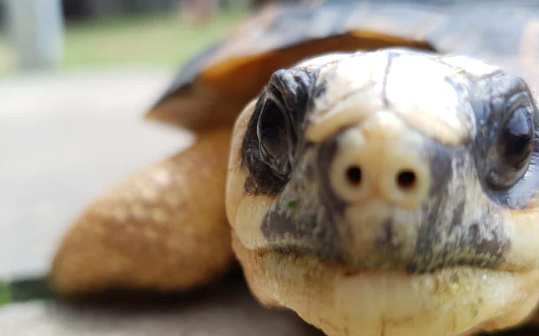 Meet The World’s Rarest Reptiles At The One And Only Live Turtle & Tortoise Museum In Singapore